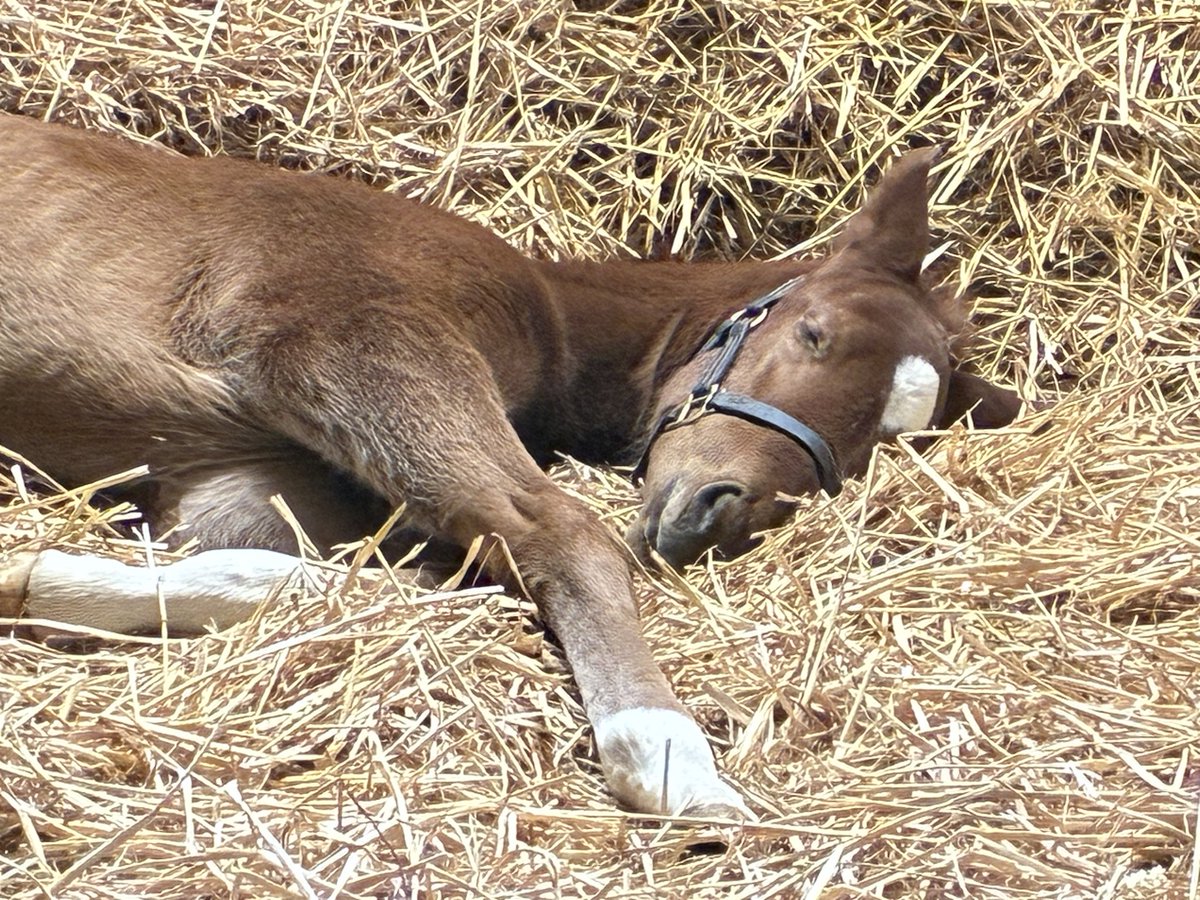 Brookside Stud tweet media