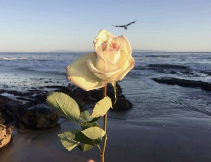 𓆩♡𓆪 tweet media