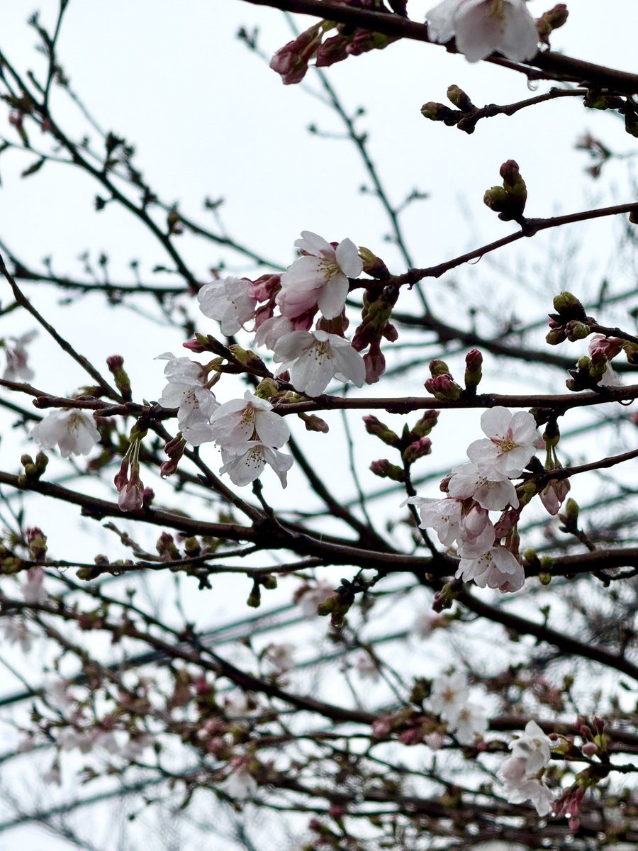 オチョメ tweet media