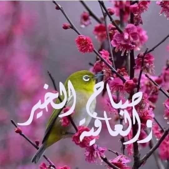 صمتي tweet media