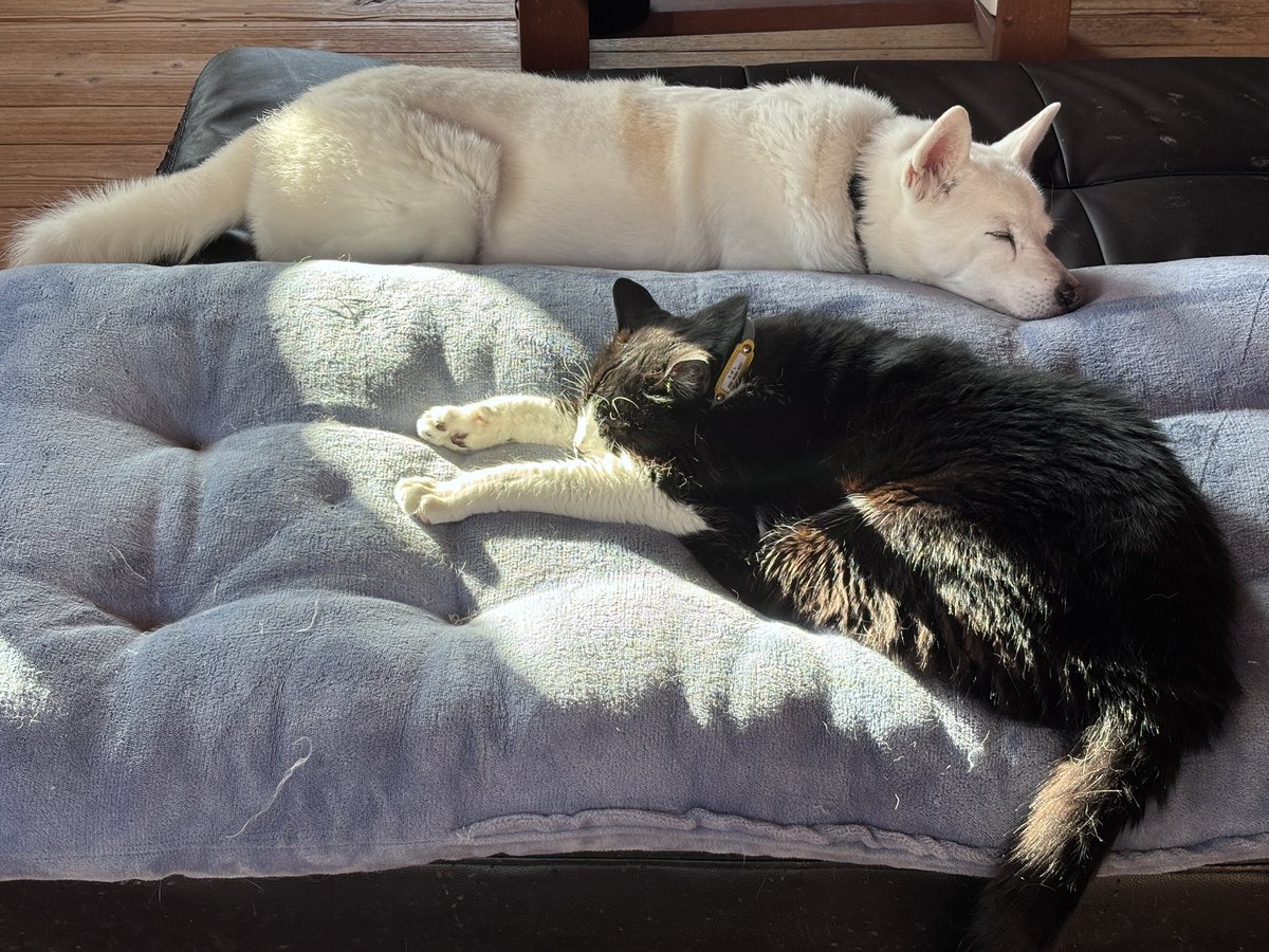 長谷川拡介 tweet media