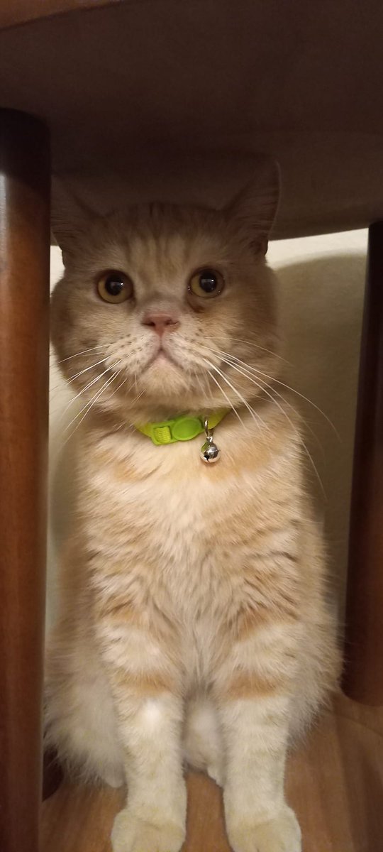 şanslı tweet media