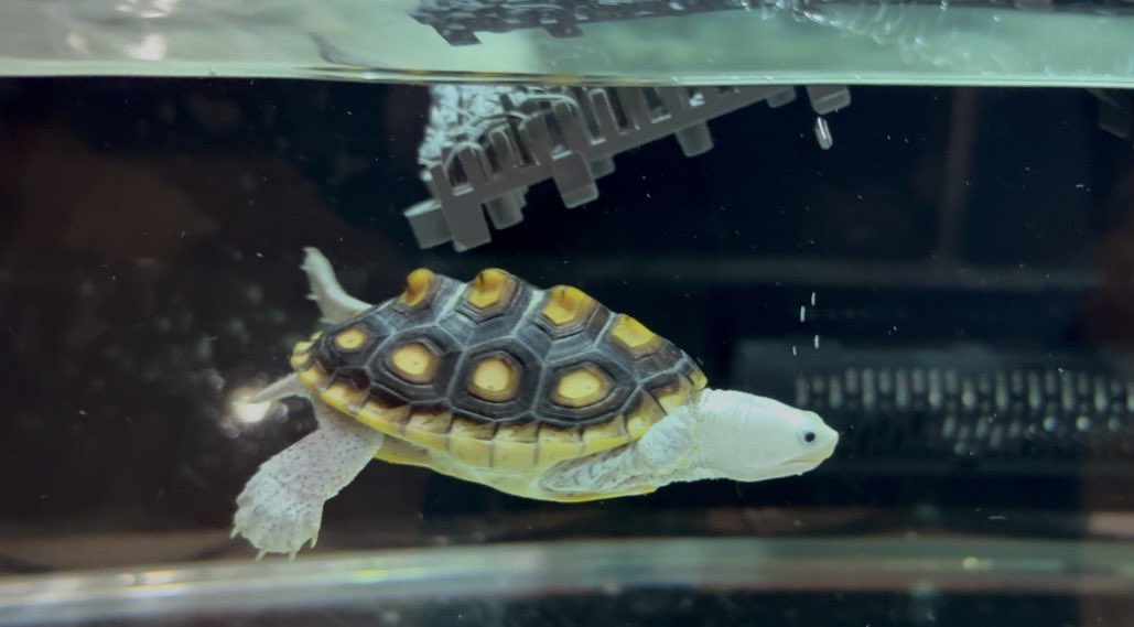 AGタートルラボ tweet media