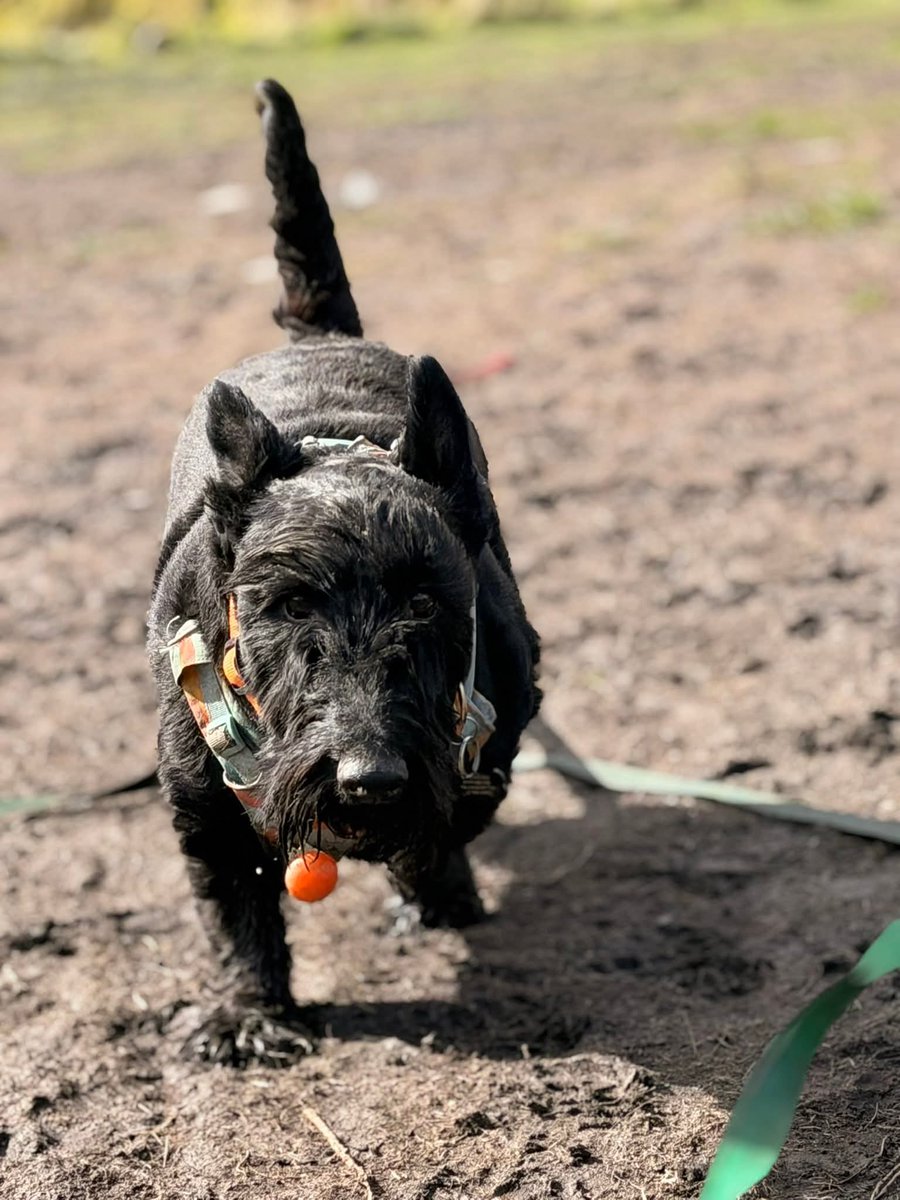 SonsieTheScotty tweet media