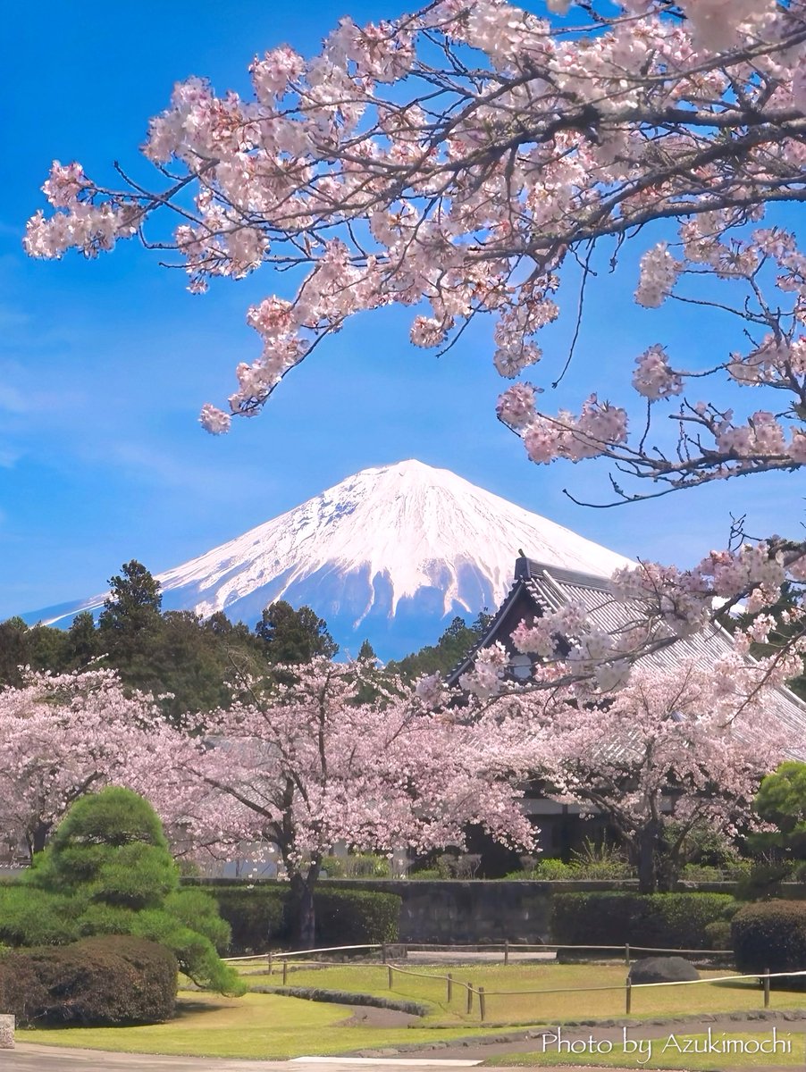 小豆餅乃部屋 ⚘ ⡱ tweet media