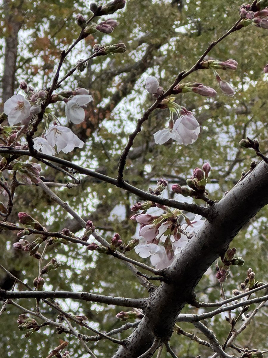 メイ@Garuda tweet media