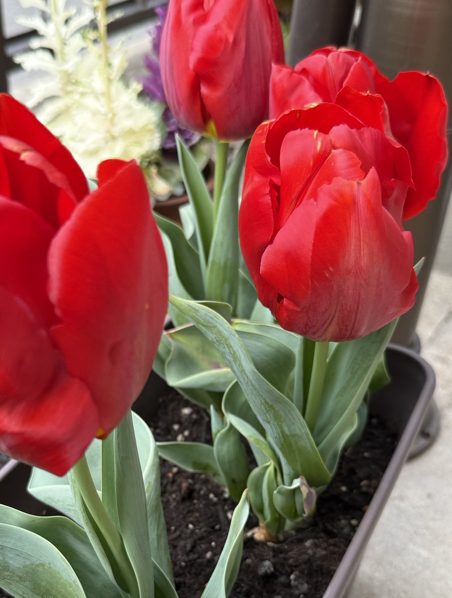 パッケージ・包装資材の株式会社タマヤ【公式】 tweet media