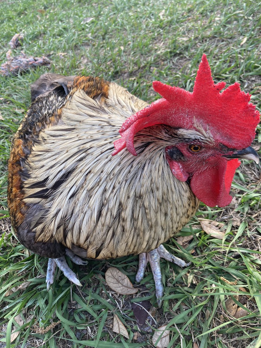 Sinister Chicken Man 🔪 tweet media