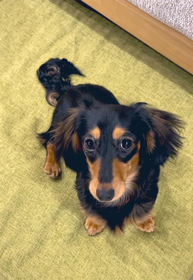 まるこ日記 tweet media