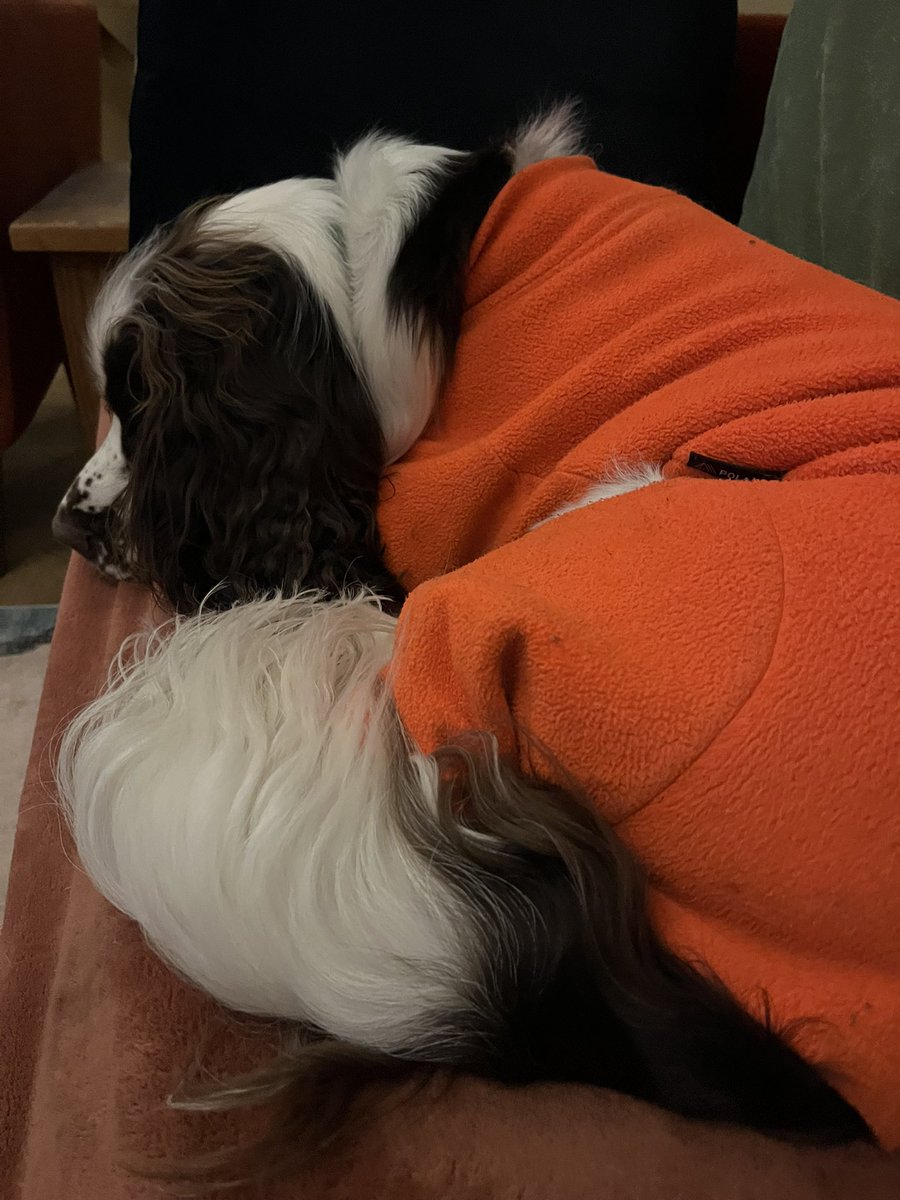 EDDIE Heir 2 AdsDogCharlie tweet media