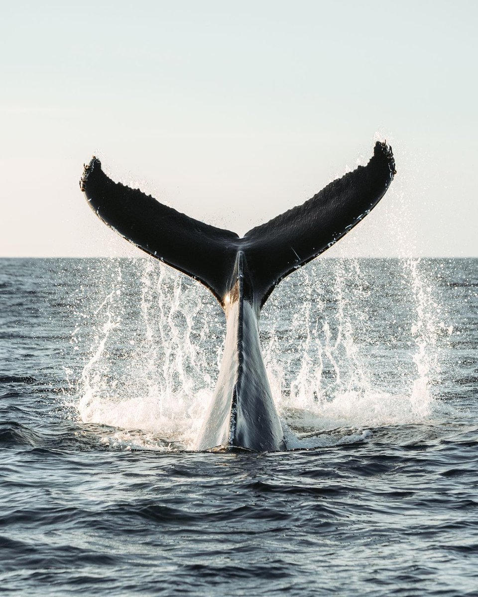 Visit California tweet media