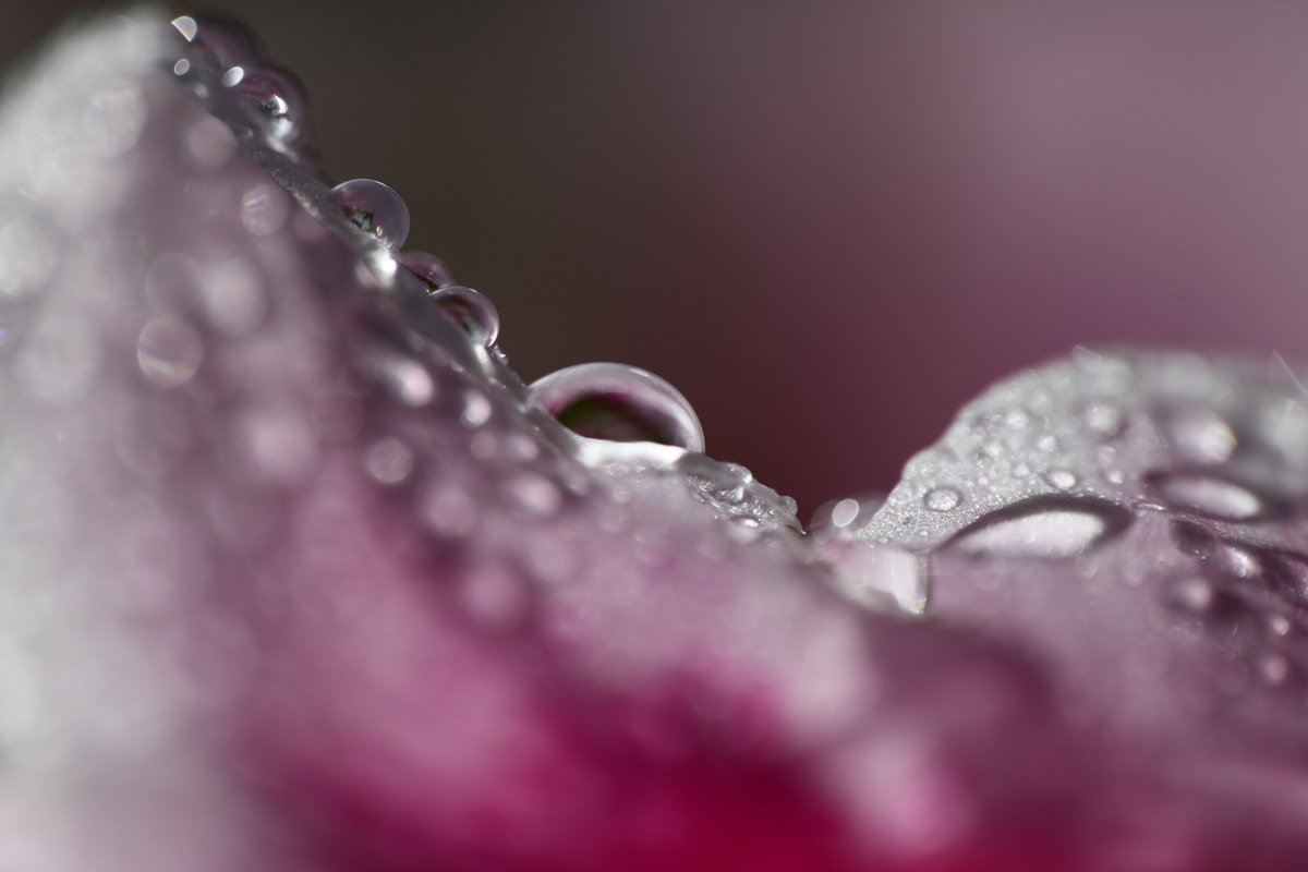 SiraSaki tweet media