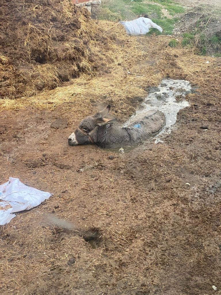 MCaymazzz's tweet photo. @Breaking911 A donkey owned by Netanyahu gets stuck in a swamp! Arrogance, pride, and conceit have given way to fear and mental disorder! You're amazing, Iran!
#ırak #iran #IranAttacks #trump #USA #Genocide #lubnan #hizbullah #USAAIRFORCE #washington #Newyork #teksas #America #پاکستان https://t.co/v1gtqCW7ZB