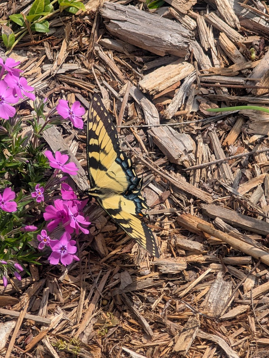 Richard42 tweet media