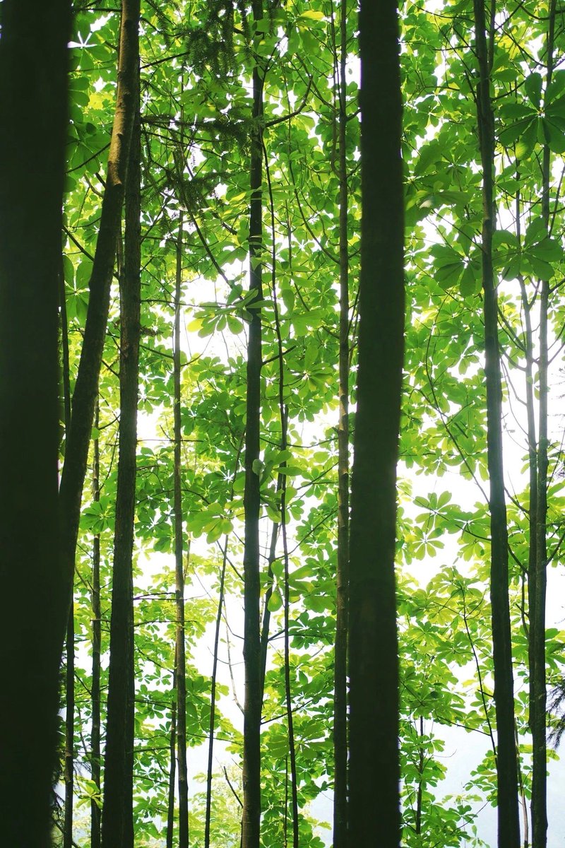 attena francesca tweet media