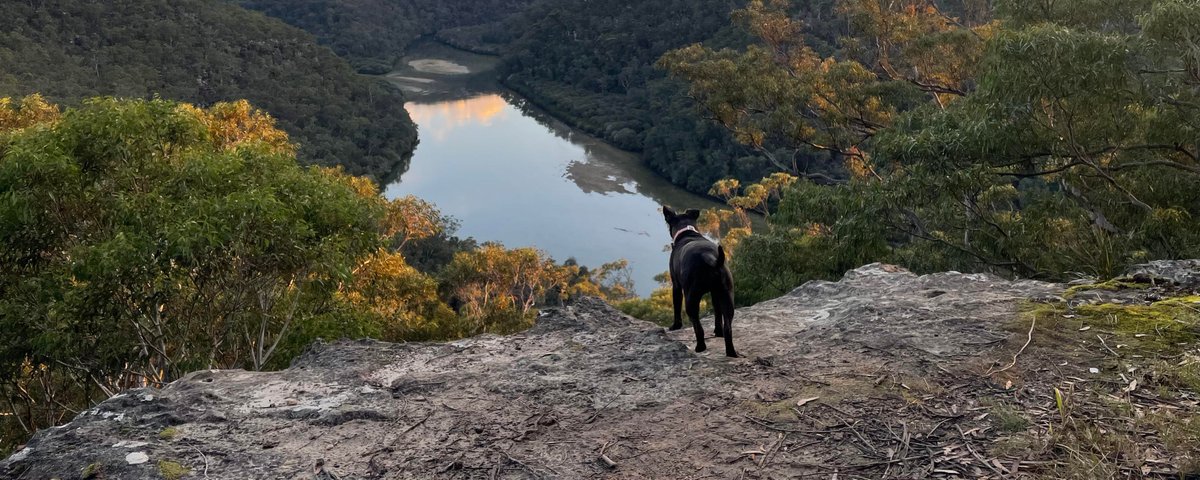 🚨a man used Grok to design a cancer vaccine for his dying dog, and it ...