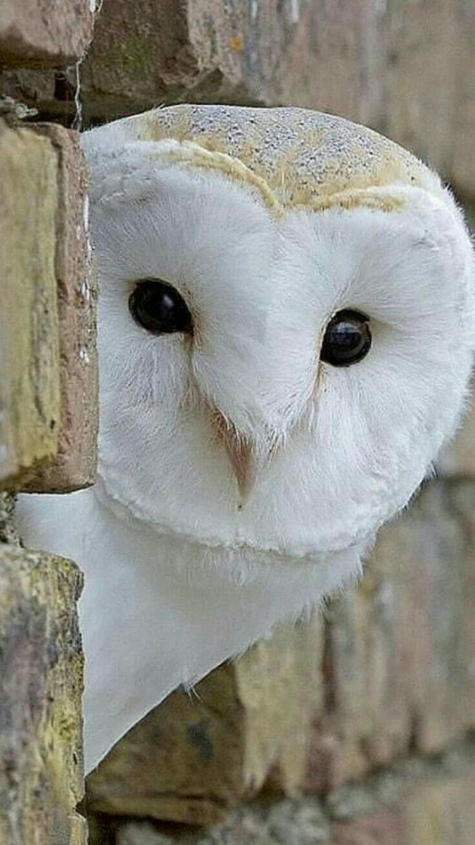 KatanaHugo's tweet image. Goodnight dear friends !!
#photos #night #owls