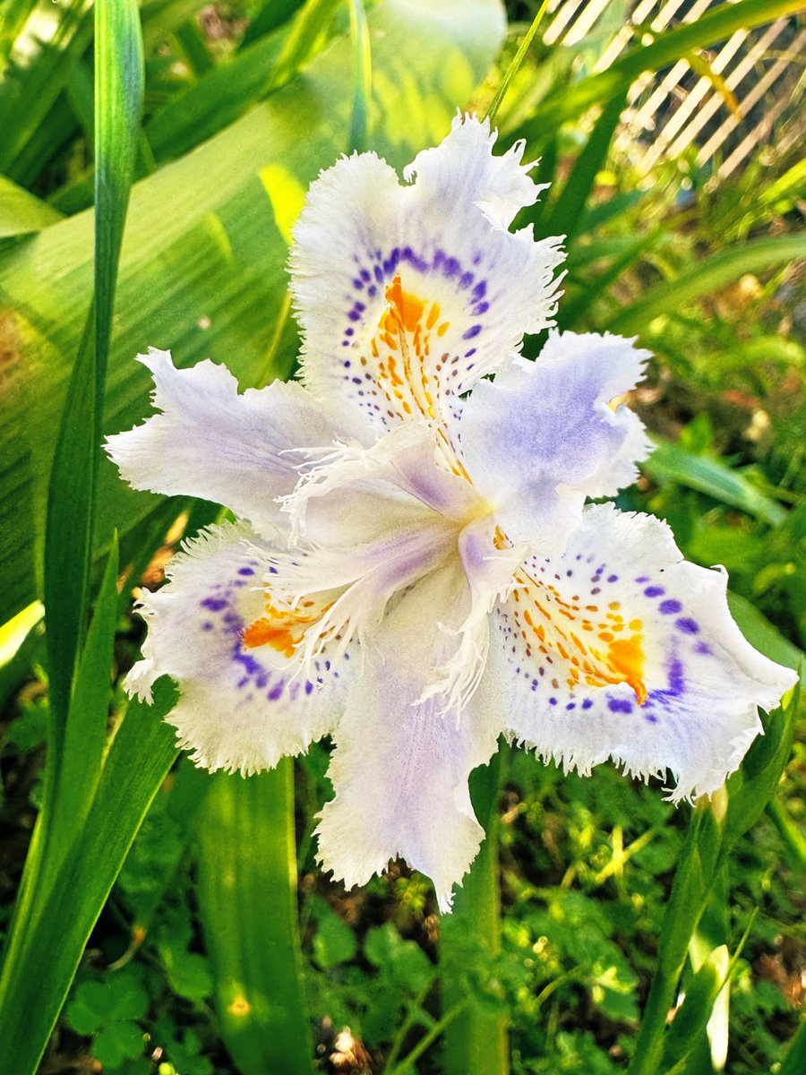 ミカン tweet media