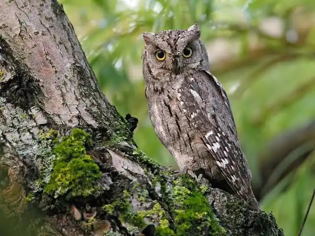 BeyondBCN's tweet photo. El #xot ja és arribat a Arenys de Munt i el seu cant retruny des de can Maiol de la Torre. Benvingut el solista de les nits de primavera i istiu! @RadioArenysMunt @radioarenys
Eurasian Scops Owl Calling https://t.co/n2zjC7ONuv https://t.co/qbCwrg4hO4
