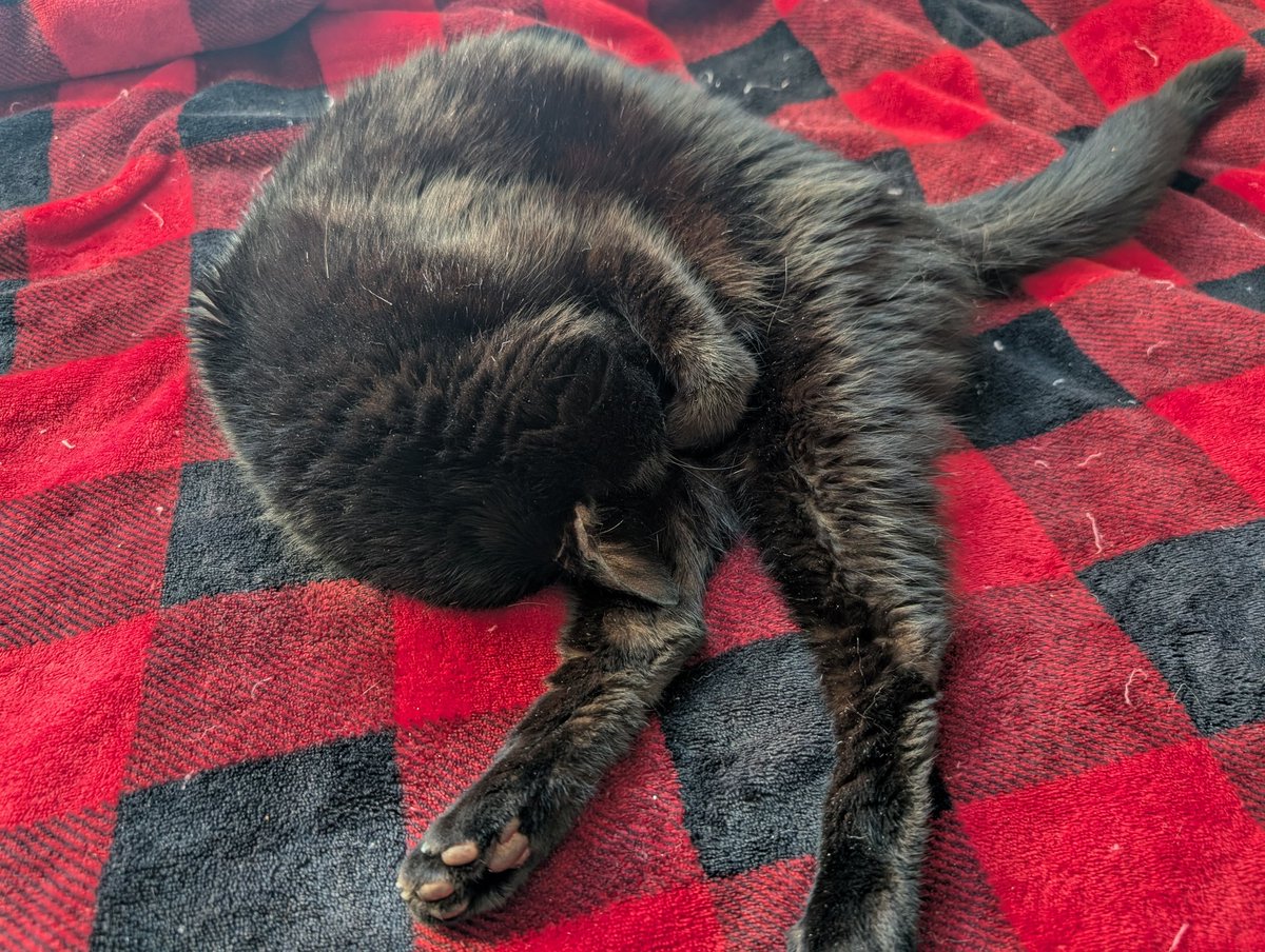 Roy Chiato 🐰☕ tweet media