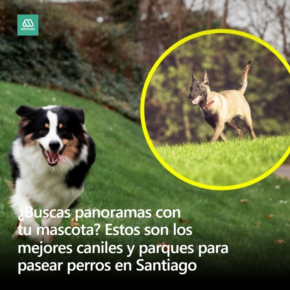 Meganoticias tweet media