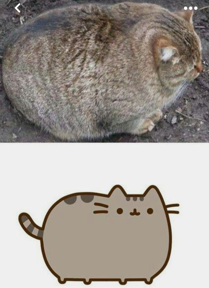 Pusheen parody account tweet media