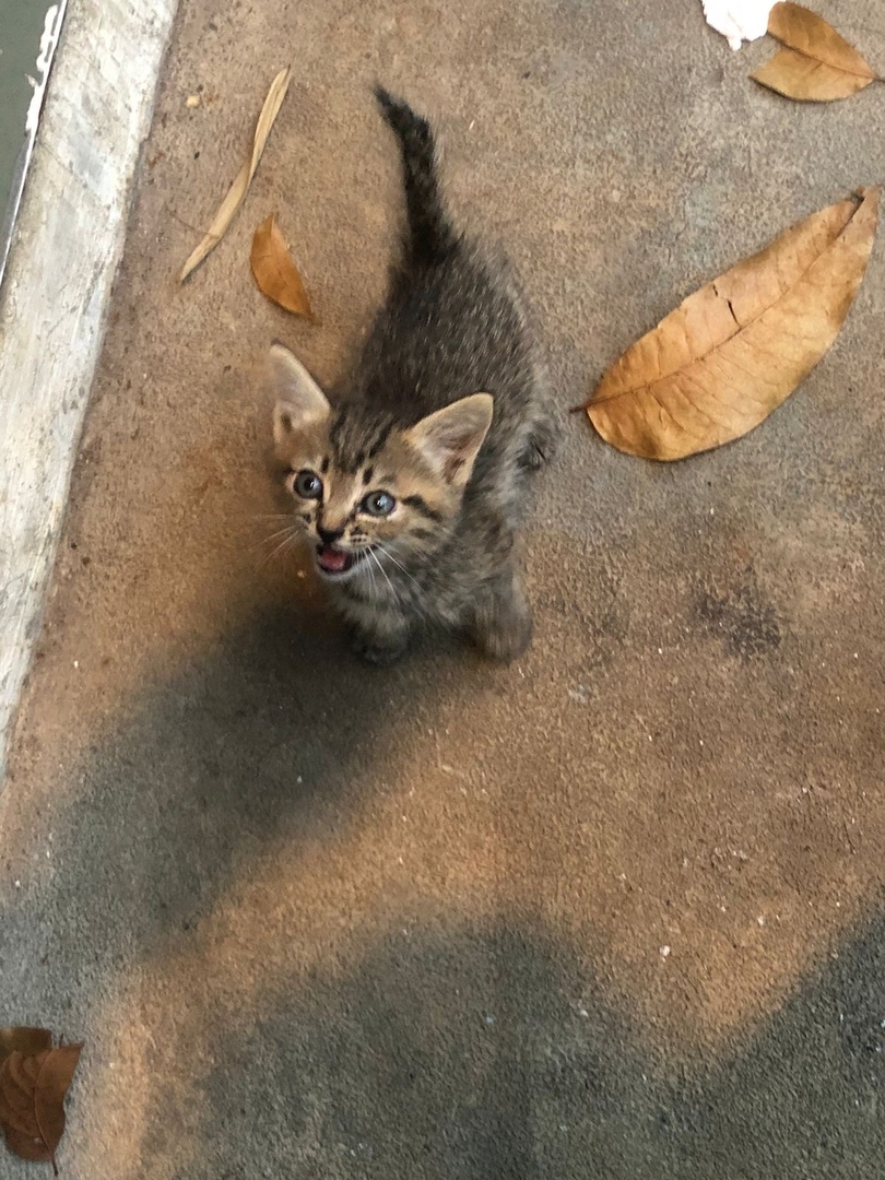 Unpadfess | DAPET 50-250K ISI SURVEY DI PIN TWEET tweet media