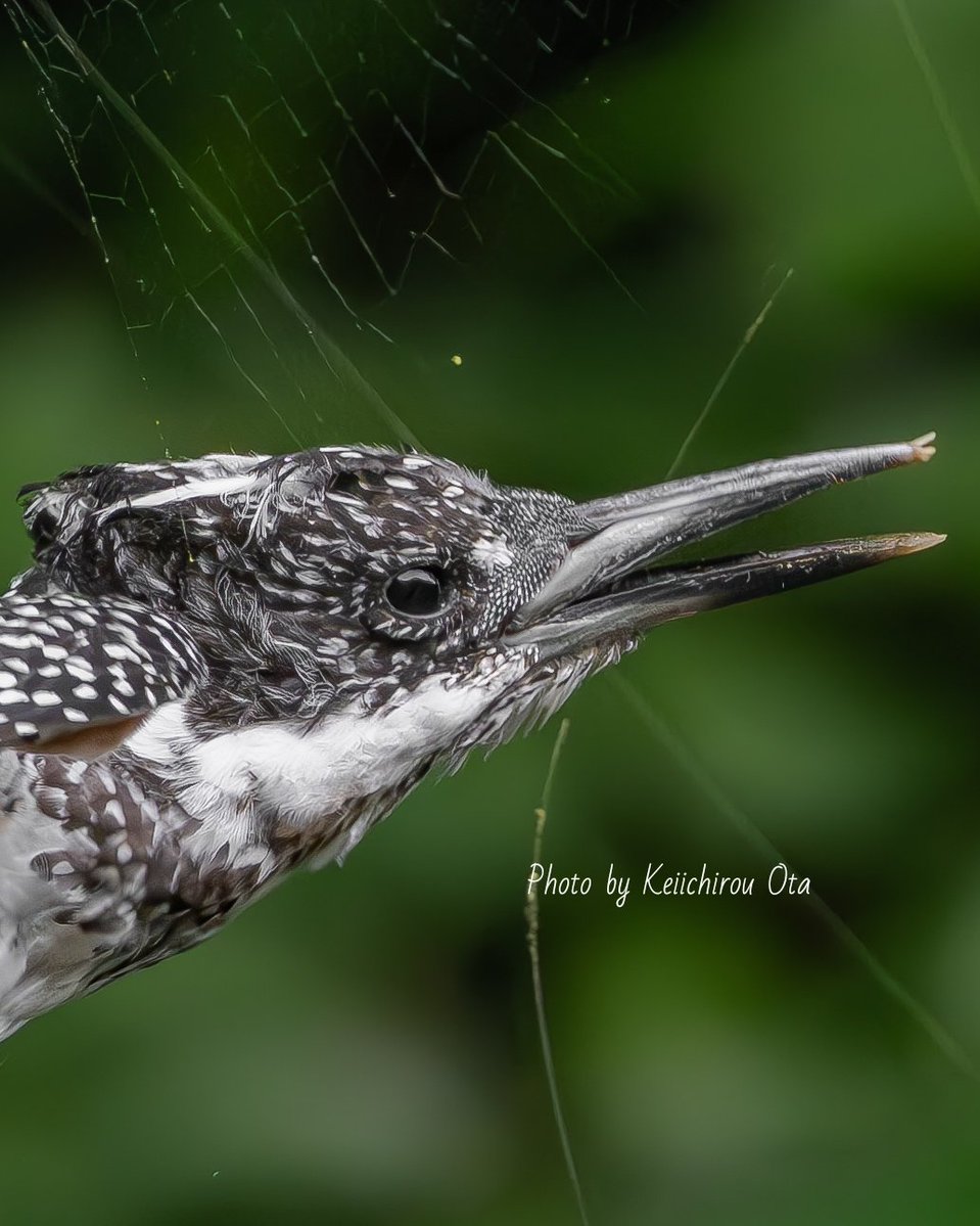 𝕂ё𝕀【ﾔﾏｾﾐ・ﾔｲﾛﾁｮｳ・解像ﾌｫﾄ 特化型ﾌｫﾄｸﾞﾗﾌｧｰ】 tweet media