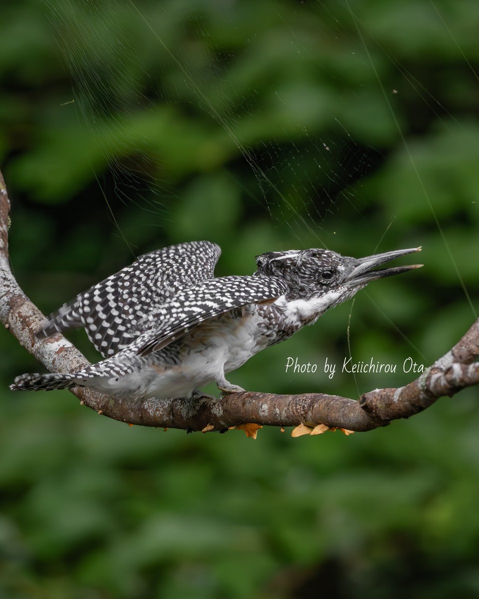 𝕂ё𝕀【ﾔﾏｾﾐ・ﾔｲﾛﾁｮｳ・解像ﾌｫﾄ 特化型ﾌｫﾄｸﾞﾗﾌｧｰ】 tweet media