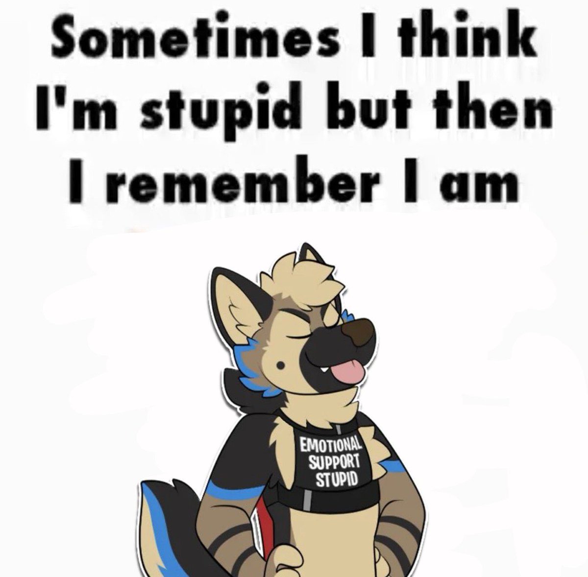 ranger 🐶 tweet media