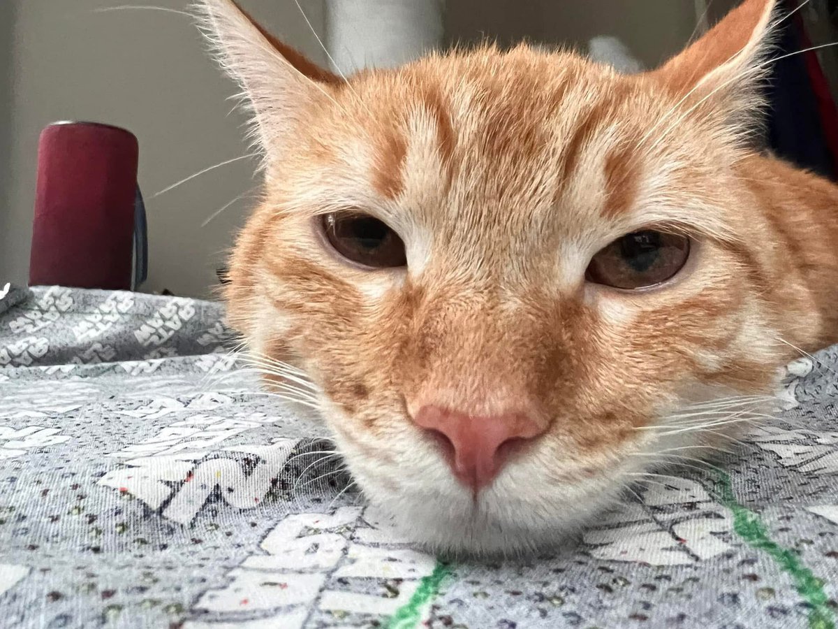 MichelleNW tweet media