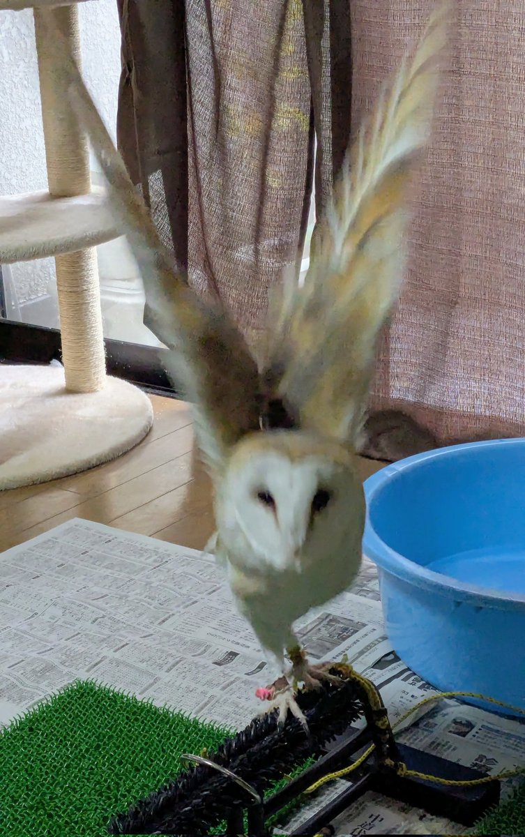 imaima(いまいま) tweet media