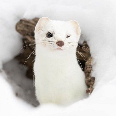 개귀여운 담비 사진 발견해서 천만년만에 프사 바꾸기 완 
문제는... 파란체크 다시 검토중 상태됨,,, 흑흑 빨리 검토해주세요