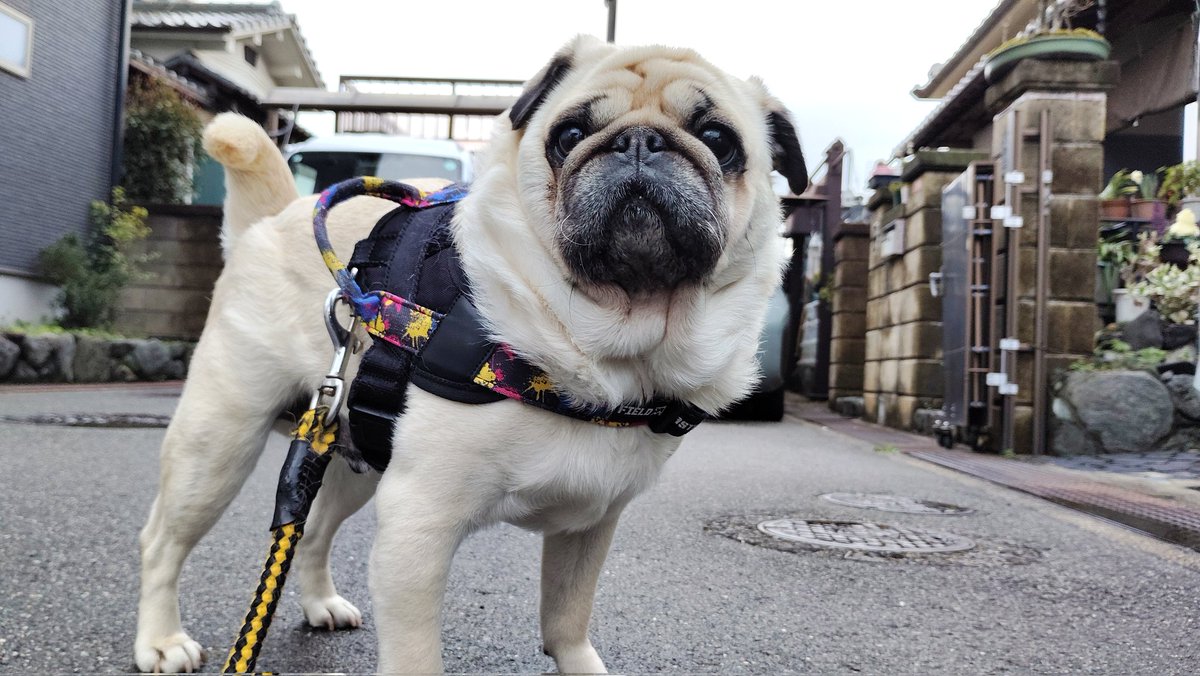 いんでぃ tweet media