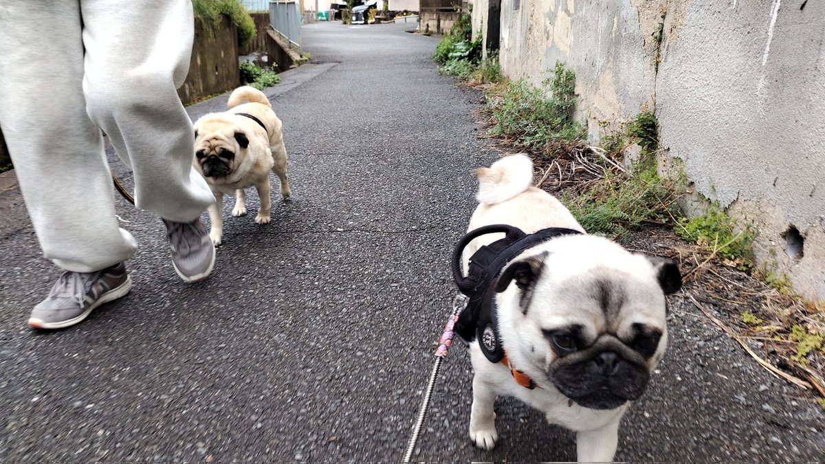 いんでぃ tweet media