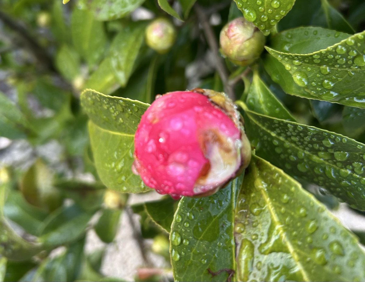 kari1339 tweet media