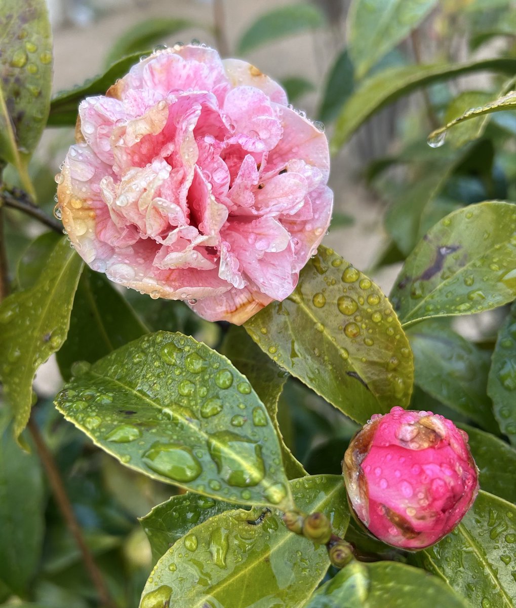 kari1339 tweet media