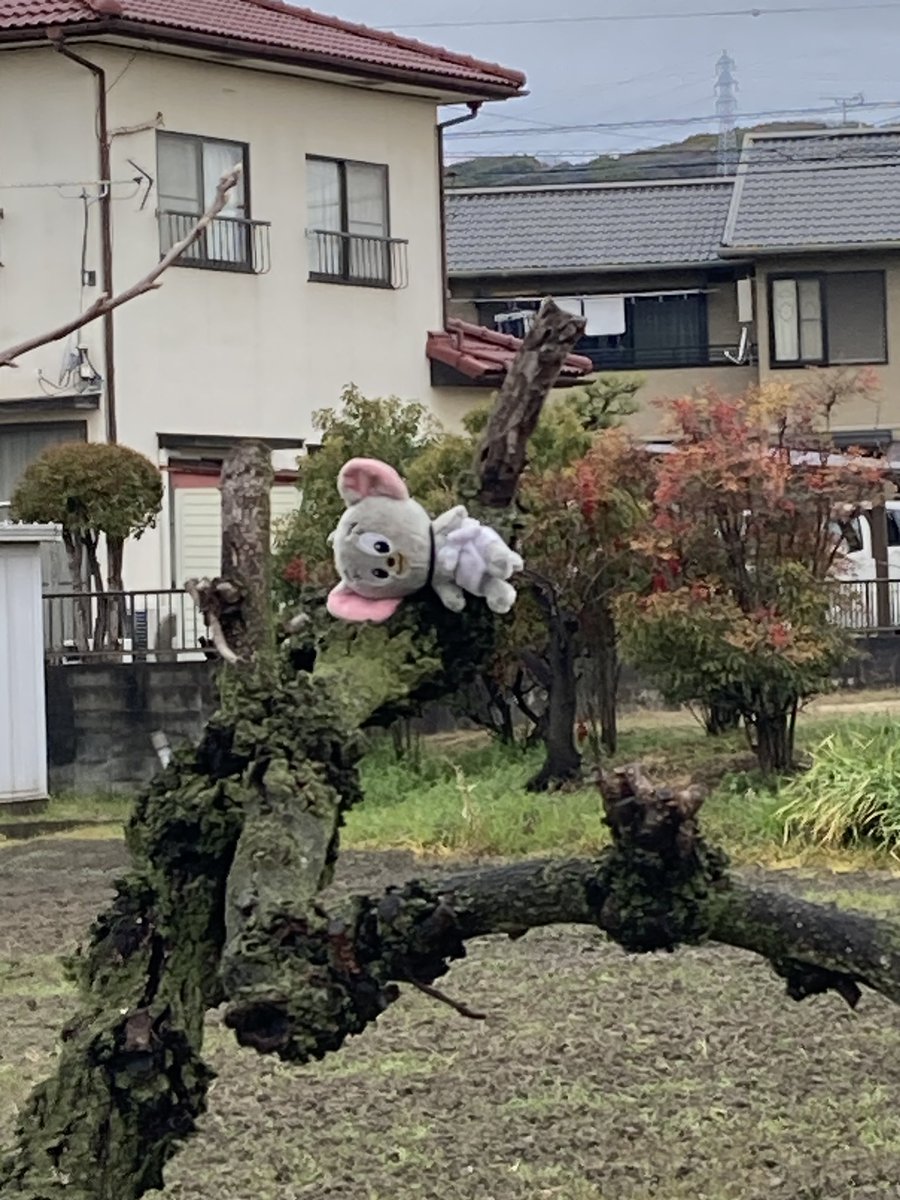 マルジャパン（まさき） tweet media