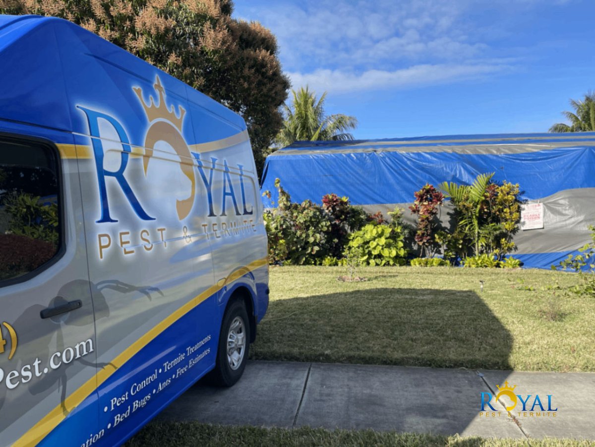 RoyalPest's tweet photo. When those stripes go up, termites go out! 🏠🛡️

With 20+ years local experience, Royal Pest &amp; Termite handles big jobs with care. Full tent fumigation is the ultimate solution.

Licensed pros, Miramar's best! 📞

#TermiteControl #BrowardCounty #PestControl https://t.co/FghjWjz7Is