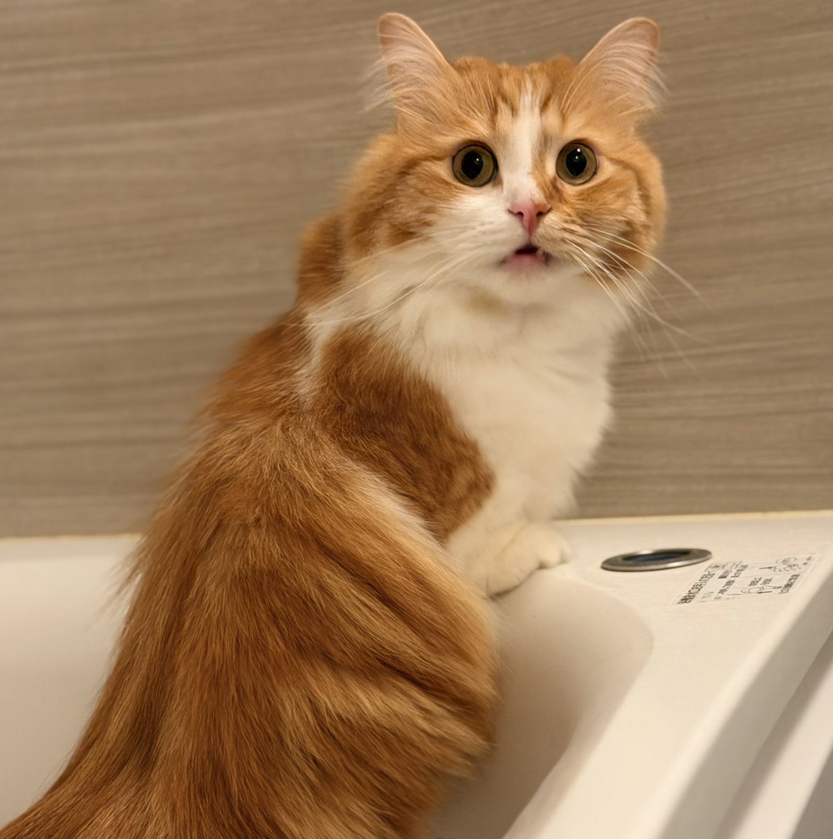 猫のこばん tweet media