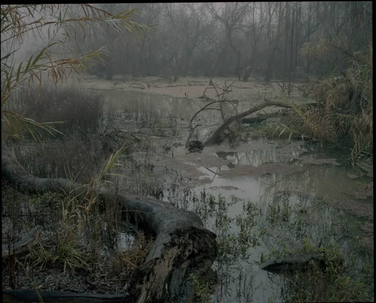 CultViktor's tweet image. There's various bones that still linger and drown in the murky bog. I don't even know what we're doing out here ? She wouldn't be here? 

I can hear something. 

Sloshing deep in the mudded trenches, I feel eyes watching my every move. 

I am prey to an unknown predator.