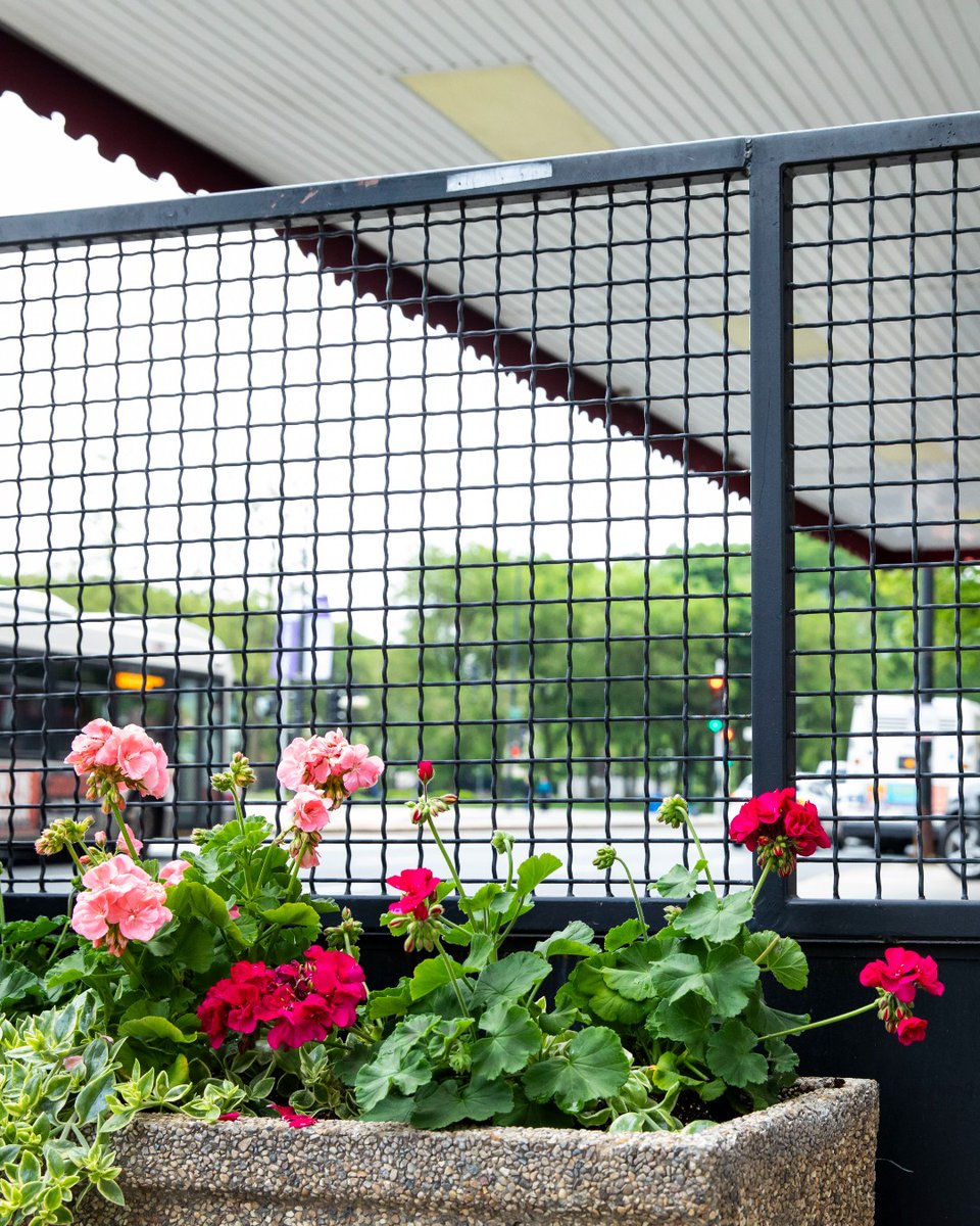 mcnicholsco's tweet image. Framing city greenery in the heart of Chicago! 🌿🏙️

Outside The Congress Plaza Hotel, Wire Mesh creates an open, yet durable boundary that lets both the skyline and plant life shine. 🌆🌸

#WireMesh #InfillPanels #ChicagoArchitecture