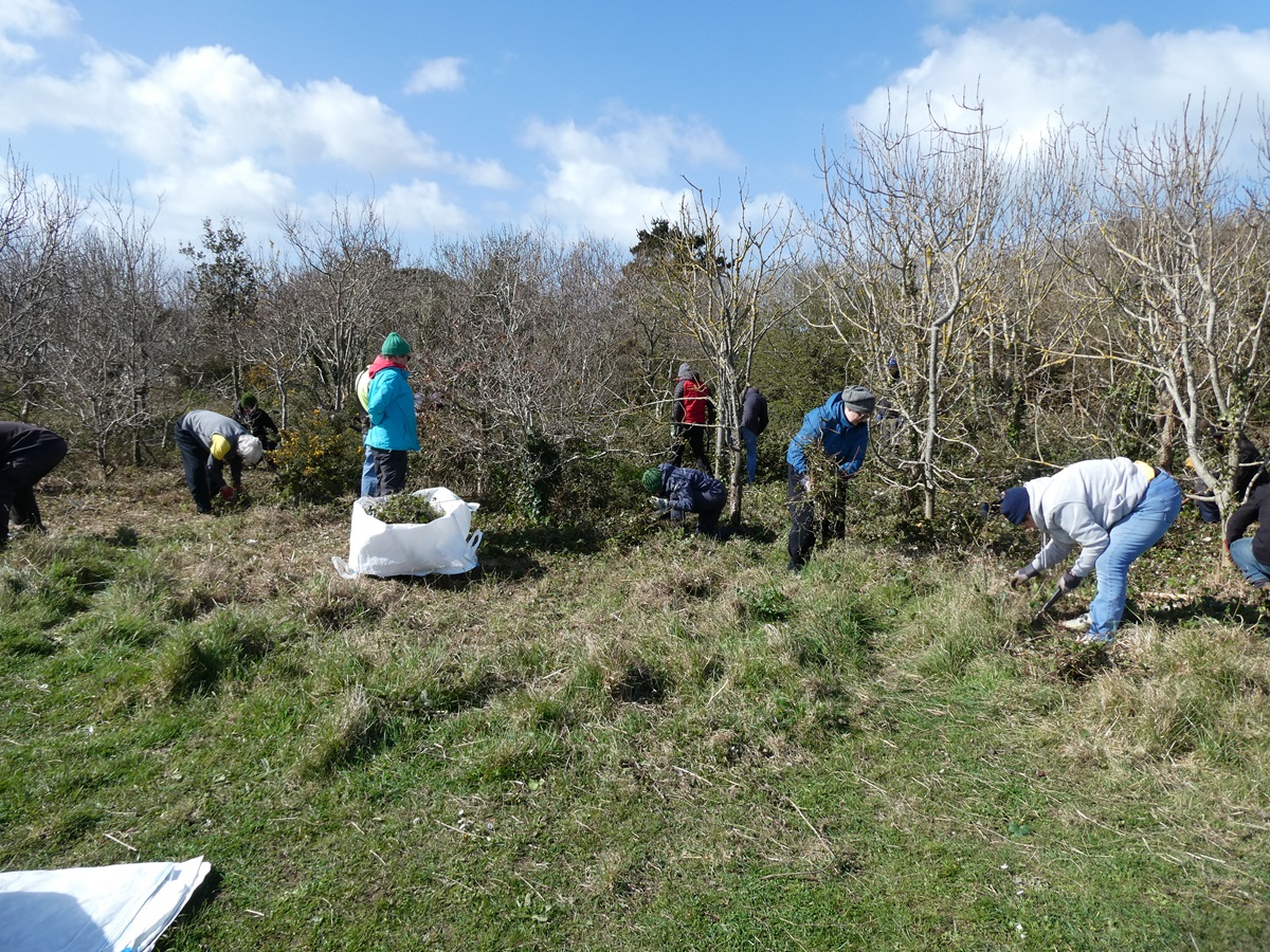 Guernsey Conservation Volunteers tweet media