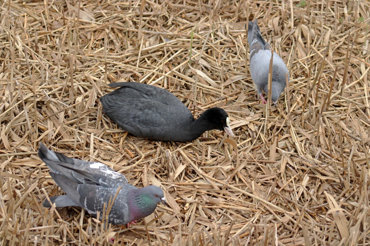 a_london_pigeon's tweet image. 📷  Morvien Lloyd @MorvienR 
Two cuties with a Coot .. feral pigeons at #WorcesterPark #Surrey 
Original tweet: 
x.com/MorvienR/statu…