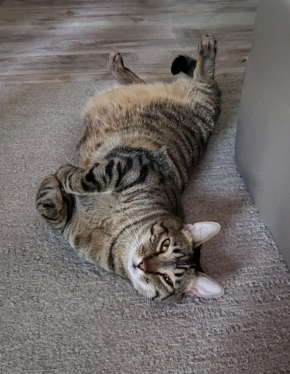 LiftForever67's tweet image. Dexter, if you care...
Only a 9 hour shift today!
I home a little early to see you!

Lovins? Snacks? Hello...?

#FamilyFirst  💙
#Caturday #CatsOfTwitter