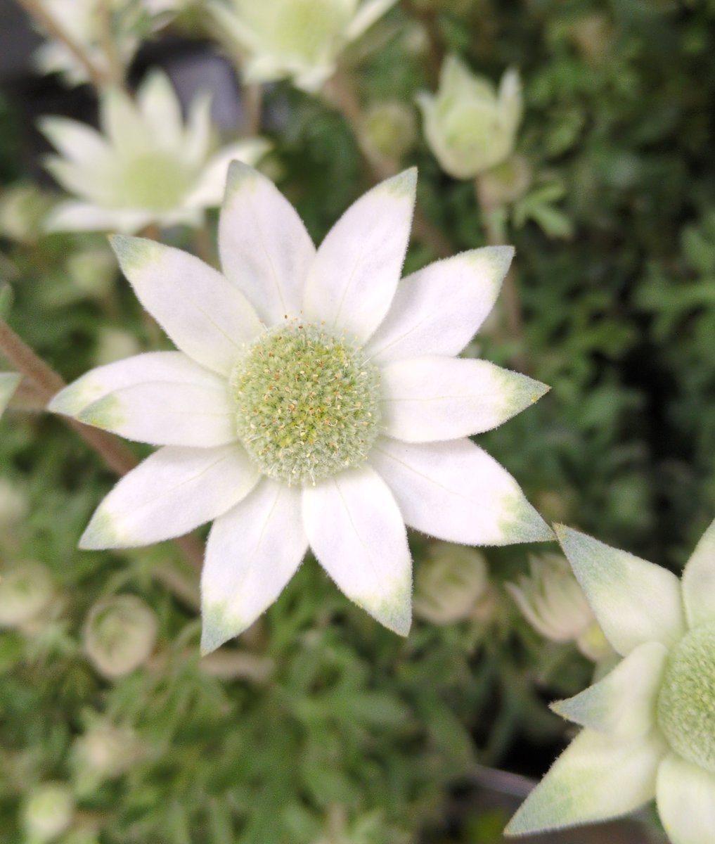 🍀🌹ねえさん🌹🍀 tweet media