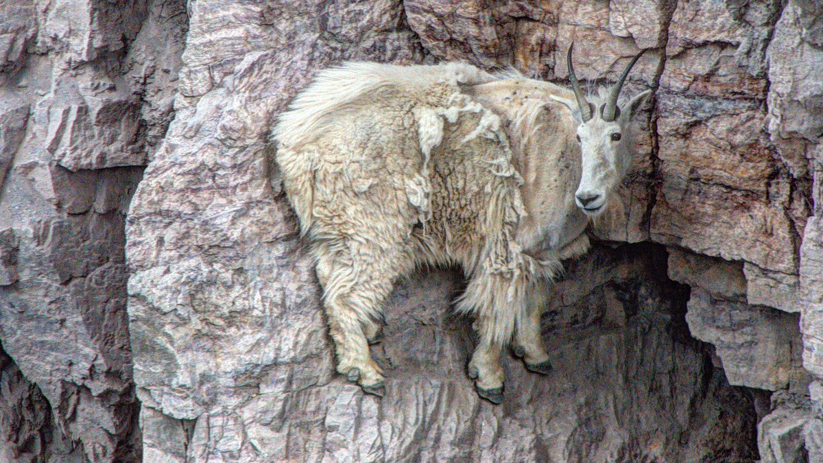 afters demon 🩻 tweet media