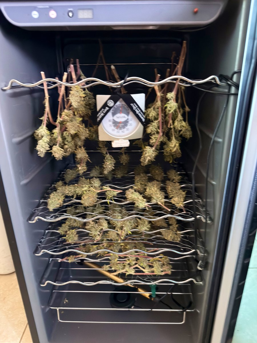 TeesMadRide's tweet image. It happened. She was yelling “No More!” 
So Paul Bunyan sent his blue ox and we uprooted this girl! Into the “Sponge” she went. Within 24 hrs she’s stable at 60-60. Can’t beat then digits! Now I see what direction she goes now. So fire!🔥
#LFG @Mmemberville_ @OSC_CLONES day 72