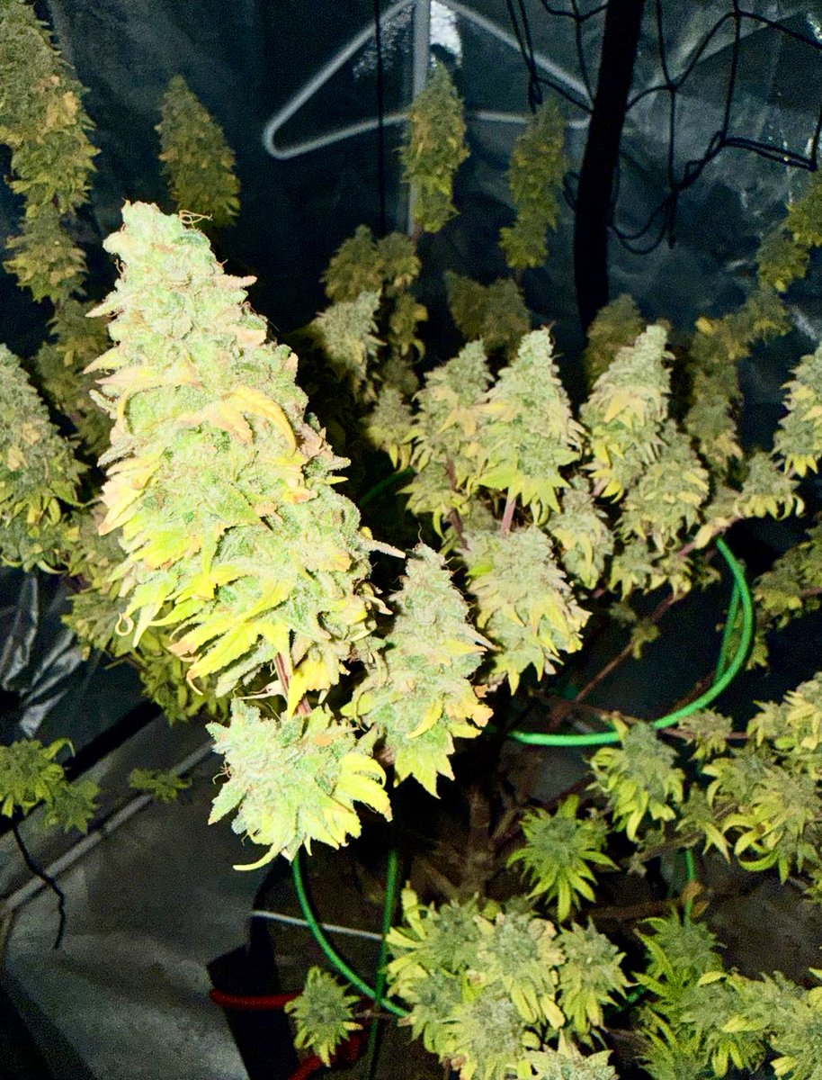 TeesMadRide's tweet image. It happened. She was yelling “No More!” 
So Paul Bunyan sent his blue ox and we uprooted this girl! Into the “Sponge” she went. Within 24 hrs she’s stable at 60-60. Can’t beat then digits! Now I see what direction she goes now. So fire!🔥
#LFG @Mmemberville_ @OSC_CLONES day 72