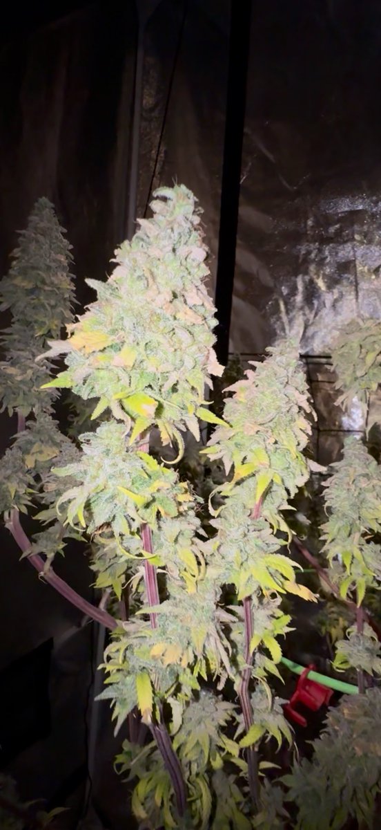 TeesMadRide's tweet image. It happened. She was yelling “No More!” 
So Paul Bunyan sent his blue ox and we uprooted this girl! Into the “Sponge” she went. Within 24 hrs she’s stable at 60-60. Can’t beat then digits! Now I see what direction she goes now. So fire!🔥
#LFG @Mmemberville_ @OSC_CLONES day 72